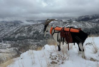 Tails from the Trails: The First Snowfall